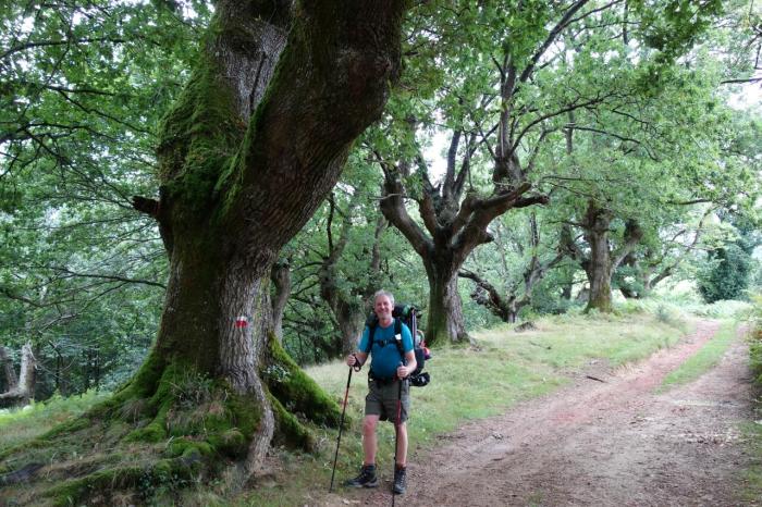 Barry ancient beeches shrunk
