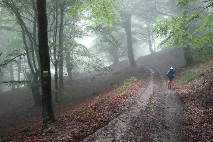 Barry beech forest day 4 shrunk
