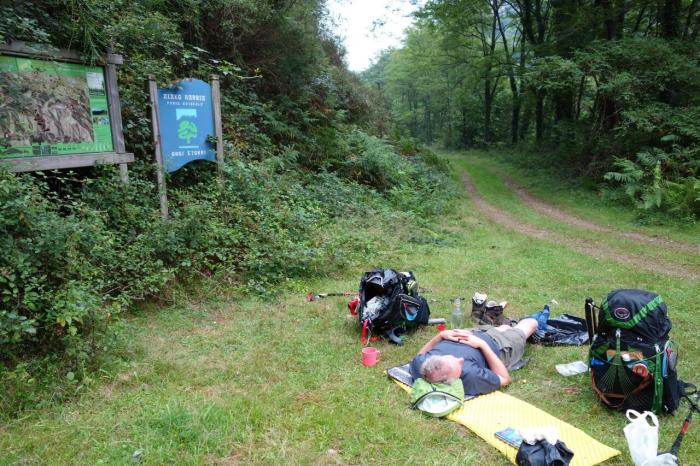 Barry sleep forest shrunk