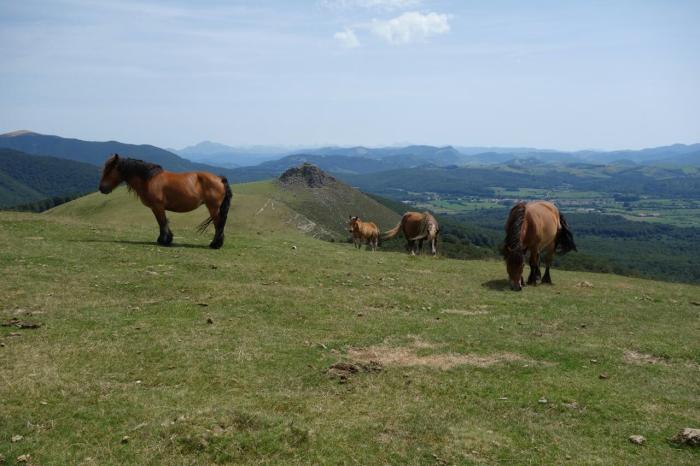 Basque horses day 6