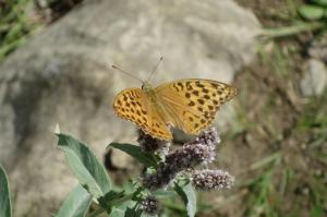 fritillary