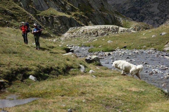 Hikers and mountain dog