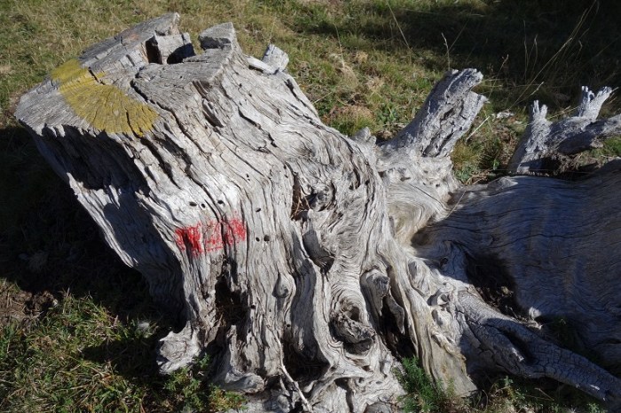 gnarly trail marker