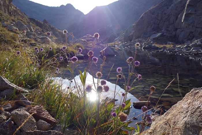 Mauve flowers Vallibiernia - Copy