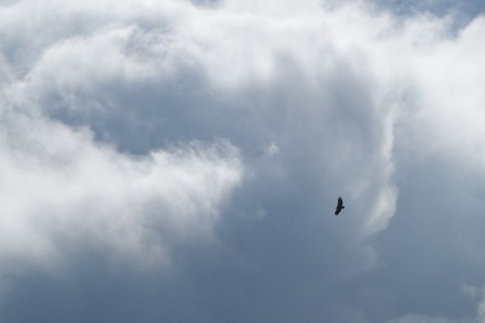 Vulture cloud swirl 2
