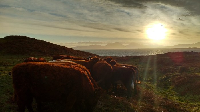 feeding-cows